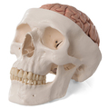Schädel mit Gehirn, 8-teilig – 3B Smart Anatomy
