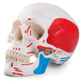 Schädel mit Muskelbemalung, 3-teilig – 3B Smart Anatomy
