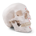 Schädel mit Muskelbemalung, 3-teilig – 3B Smart Anatomy