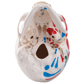 Schädel mit Muskelbemalung, 3-teilig – 3B Smart Anatomy
