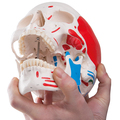 Schädel mit Muskelbemalung, 3-teilig – 3B Smart Anatomy