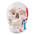 Schädel mit Muskelbemalung, 3-teilig – 3B Smart Anatomy