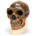 Schädelreplikat Homo erectus pekinensis