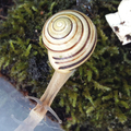 Schnecken Beobachtungsset