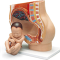Schwangerschaftsbecken, 3-teilig – 3B Smart Anatomy