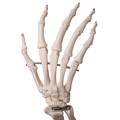 Skelett Luxus-Fred, Rollenstativ – 3B Smart Anatomy