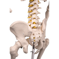 Skelett Luxus-Fred, Rollenstativ – 3B Smart Anatomy