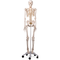 Skelett Luxus-Fred, Rollenstativ – 3B Smart Anatomy