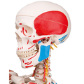 Skelett Luxus-Sam, Rollenstativ – 3B Smart Anatomy