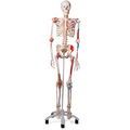 Skelett Luxus-Sam, Rollenstativ – 3B Smart Anatomy