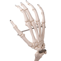 Skelett Stan, Rollenstativ – 3B Smart Anatomy