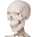 Skelett Stan, Rollenstativ – 3B Smart Anatomy