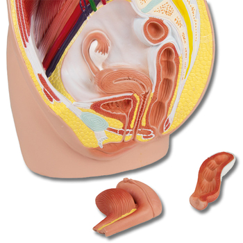 Weibliche Beckenhälfte, natürliche Größe, 3-teilig