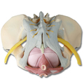 Weibliches Becken mit Bandapparat, Nerven und Beckenboden