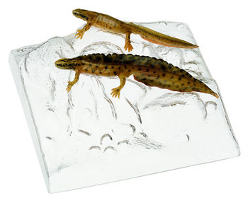 ZoS 1007 Teichmolch, Männchen und Weibchen in Wassertracht