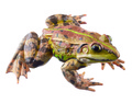 ZoS 1021/6 Kleiner Teichfrosch, Männchen, bräunliche Variante