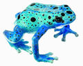 ZoS 1252/2 Blauer Pfeilgiftfrosch, Dendrobates Tinctorius
