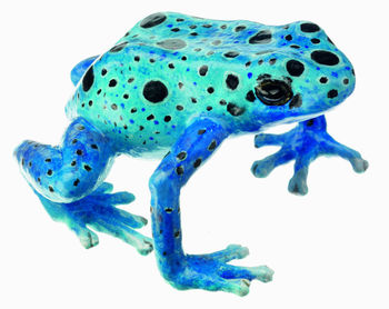 ZoS 1252/2 Blauer Pfeilgiftfrosch, Dendrobates Tinctorius