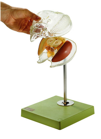 ZoS 47/3 Modell vom Bienengehirn mit transparenter Kopfkapsel