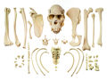 ZoS 53/142 Sammlung typischer Knochen vom Schimpansen
