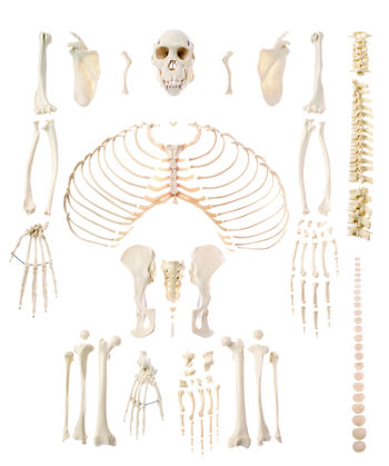 ZoS 53/401 Künstliches Schimpansenskelett