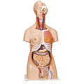 Zweigeschlechlicher Luxus Torso, 24-teilig – 3B Smart Anatomy