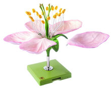 Botanische Modelle