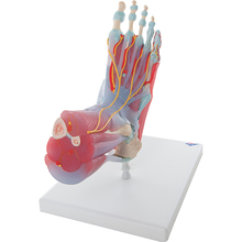 Fußskelett mit Bändern + Muskeln, 6-teilig – 3B Smart Anatomy 