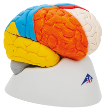 Hirnfunktionen-Modell, 8-teilig – 3B Smart Anatomy