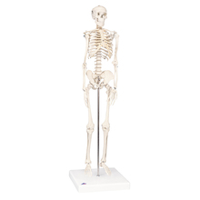Mini Skelett Shorty, Sockel – 3B Smart Anatomy