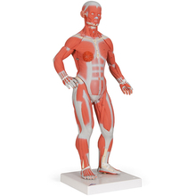Muskelfigur 1/3 Größe, 2-teilig – 3B Smart Anatomy