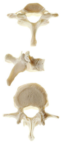 QS 17 Wirbel (Vertebra)