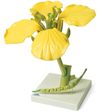 Rapsblüte