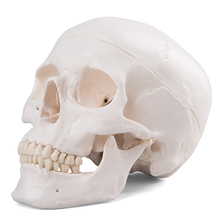 Schädel, 3-teilig magnetisch – 3B Smart Anatomy