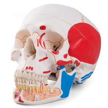 Schädel, geöffneter Unterkiefer, bemalt, 3-teilig – 3B Smart Anatomy