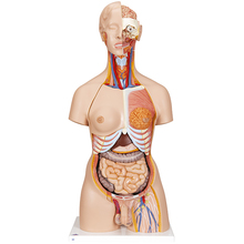 Zweigeschlechlicher Luxus Torso, 28-teilig – 3B Smart Anatomy